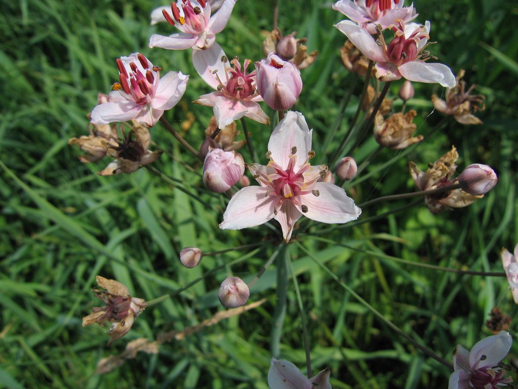 Butomus umbellatus Butomus umbellatus